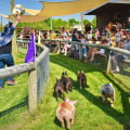 Are There Any Restrictions on Pets for Running Competitions in Suffolk County NY?