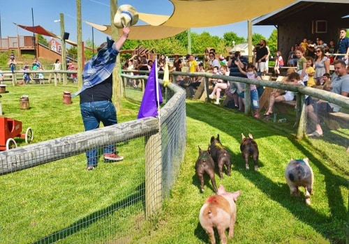 Are There Any Restrictions on Pets for Running Competitions in Suffolk County NY?